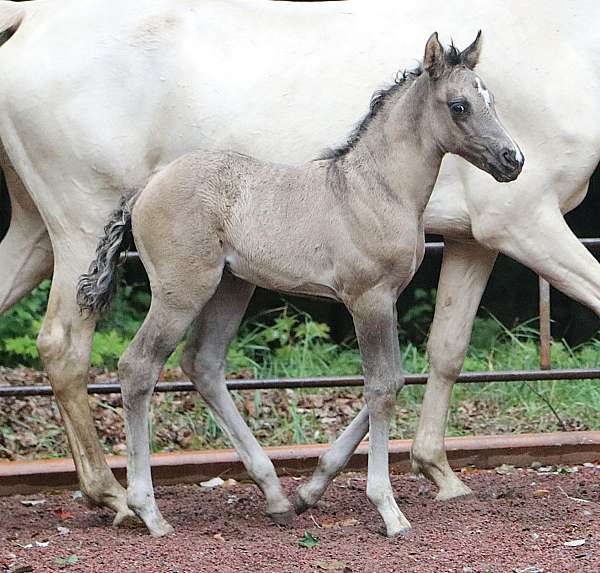 grulla-classical-horse