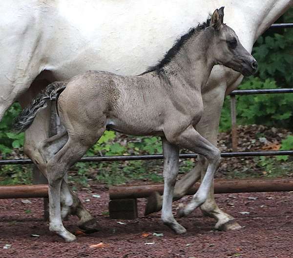 adults-morgan-horse