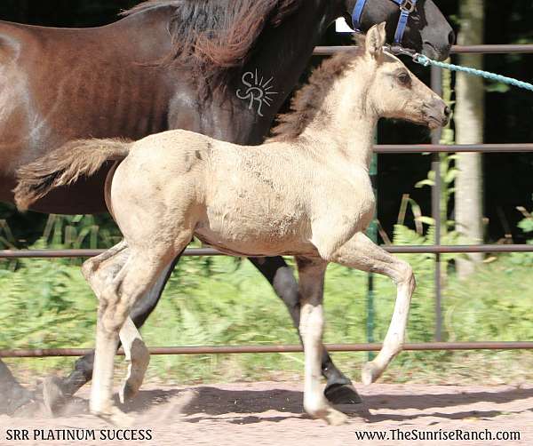 grulla-stripe-snip-horse