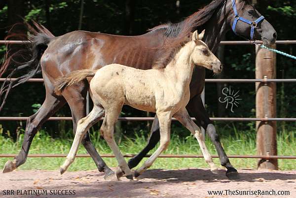 grulla-morgan-for-sale