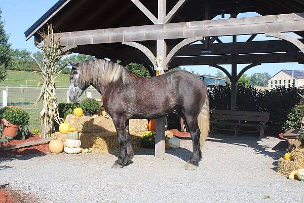 all-around-draft-horse