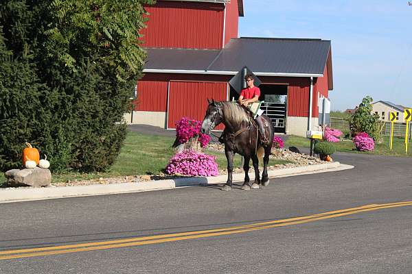 beginner-draft-horse