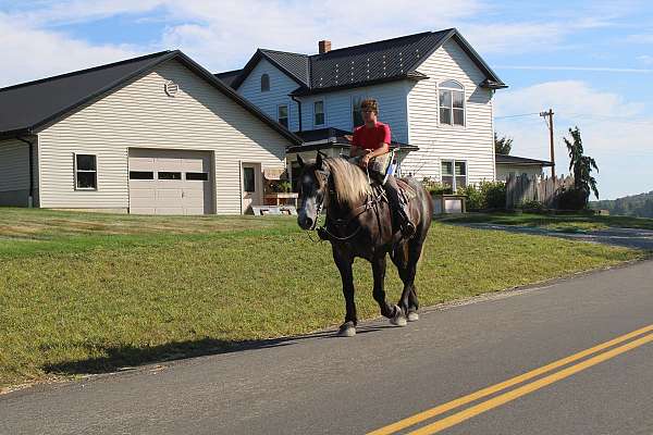 draft-horse