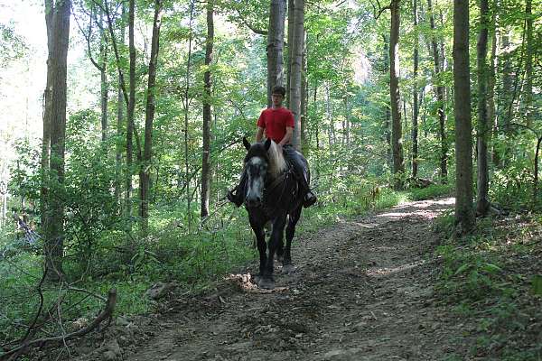 driving-draft-horse