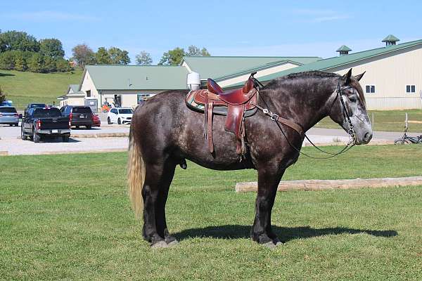 harness-draft-horse