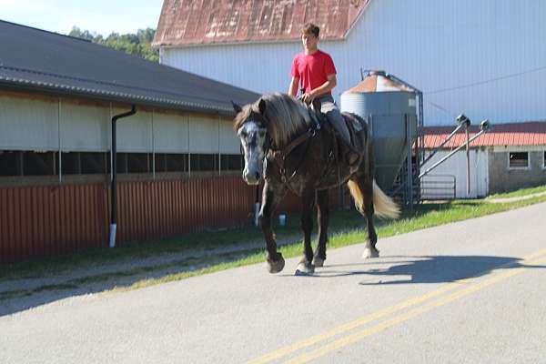 husband-safe-draft-horse