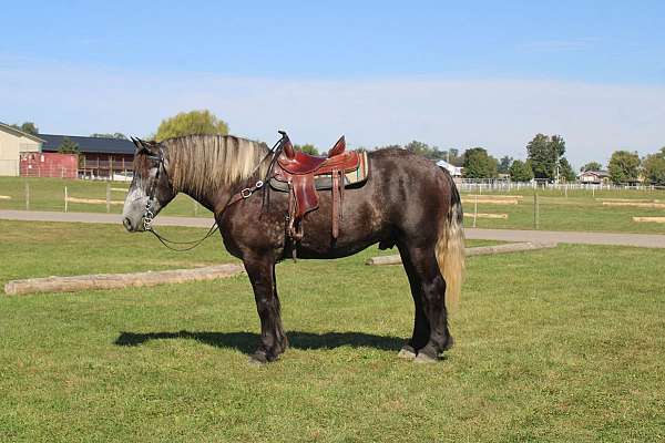 kid-safe-draft-horse