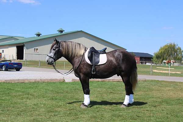 lesson-draft-horse