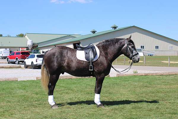 mounted-patrol-draft-horse
