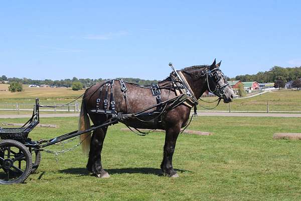 parade-draft-horse