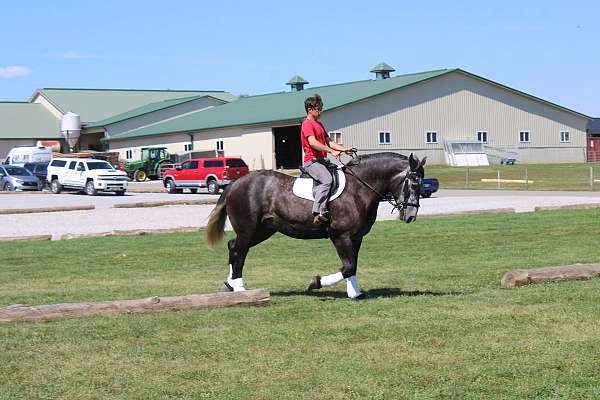 pleasure-driving-draft-horse