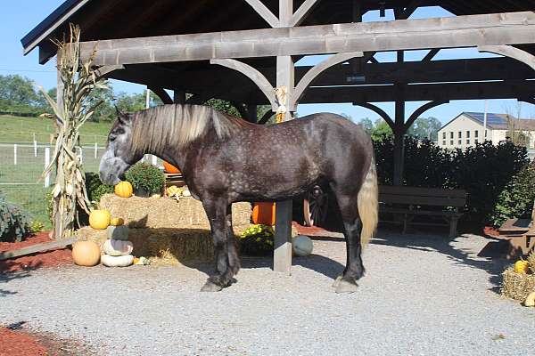 athletic-draft-horse