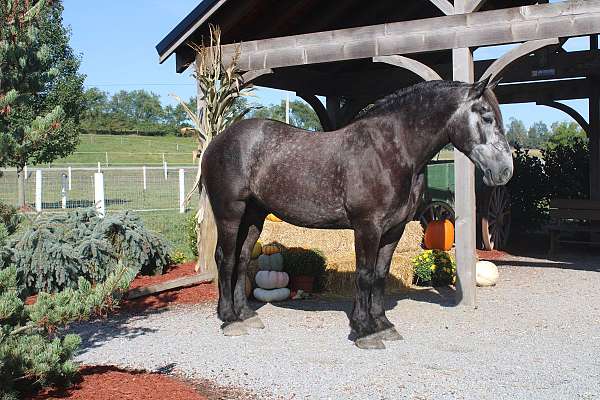 small-star-horse