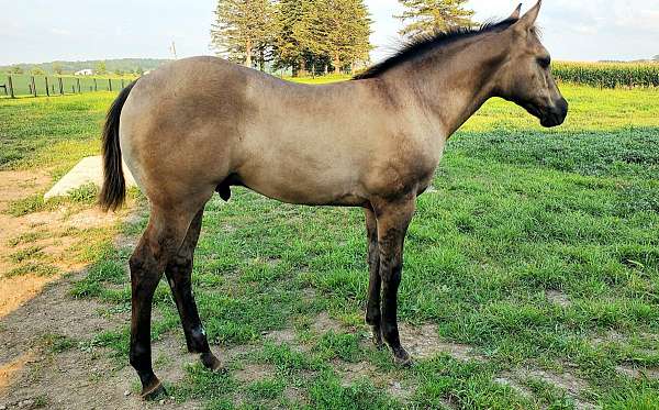 all-around-paint-horse