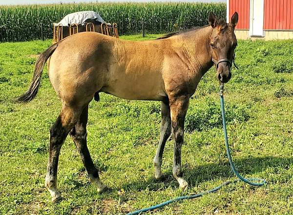 calf-roping-paint-horse