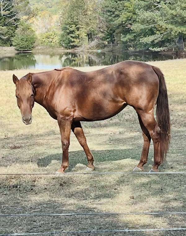 quarter-horse-mare