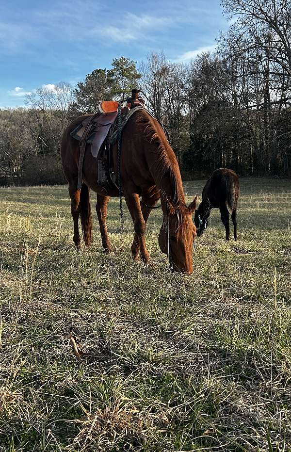 quarter-horse-for-sale