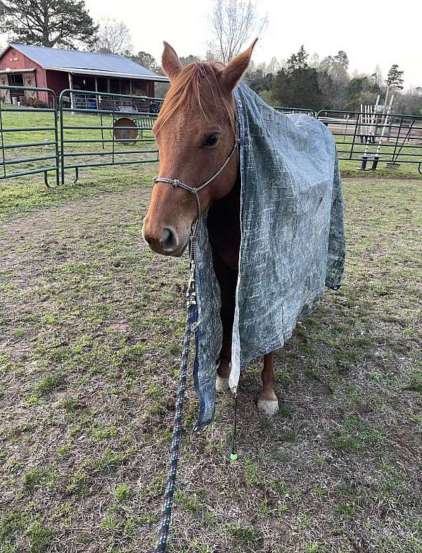 quarter-horse