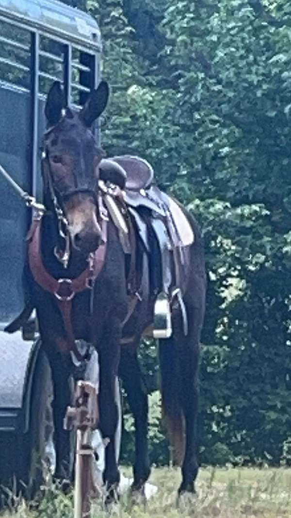 mule-gelding