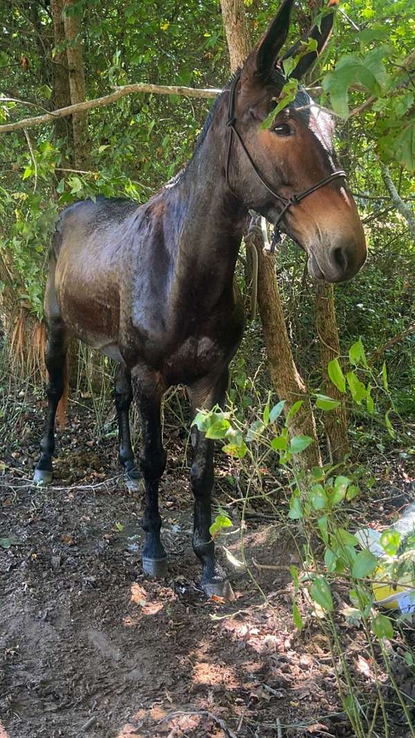 mule-for-sale