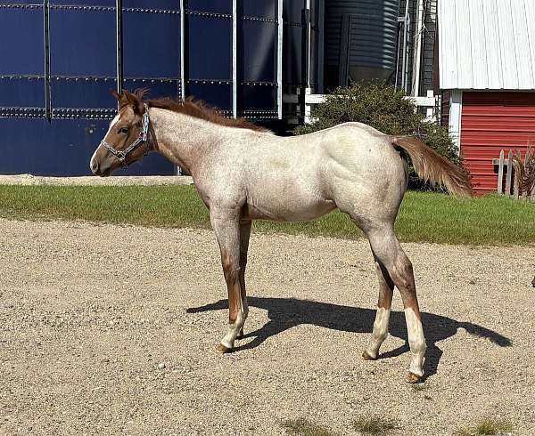 star-strip-star-horse