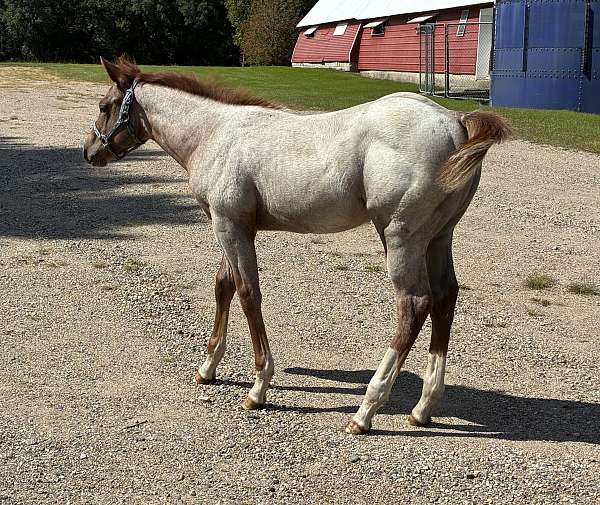 red-roan-star-strip-star-horse