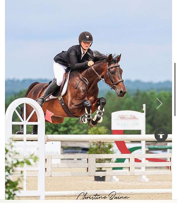 equitation-oldenburg-horse