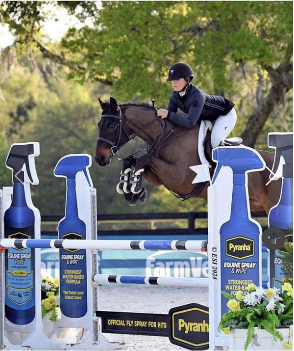 athletic-oldenburg-horse
