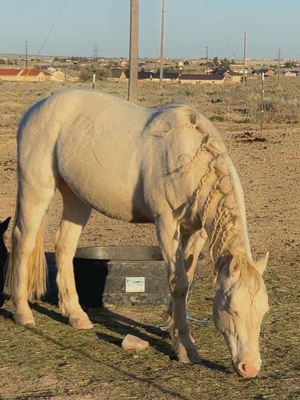 all-around-quarter-horse