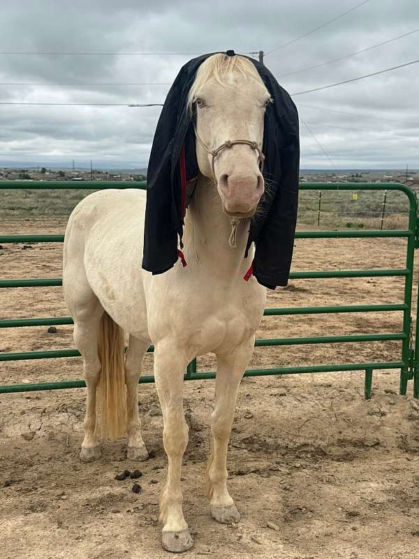 cremello-star-horse