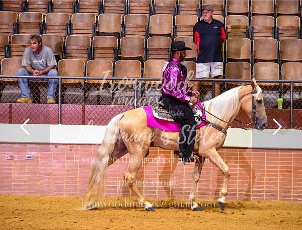 white-snip-horse