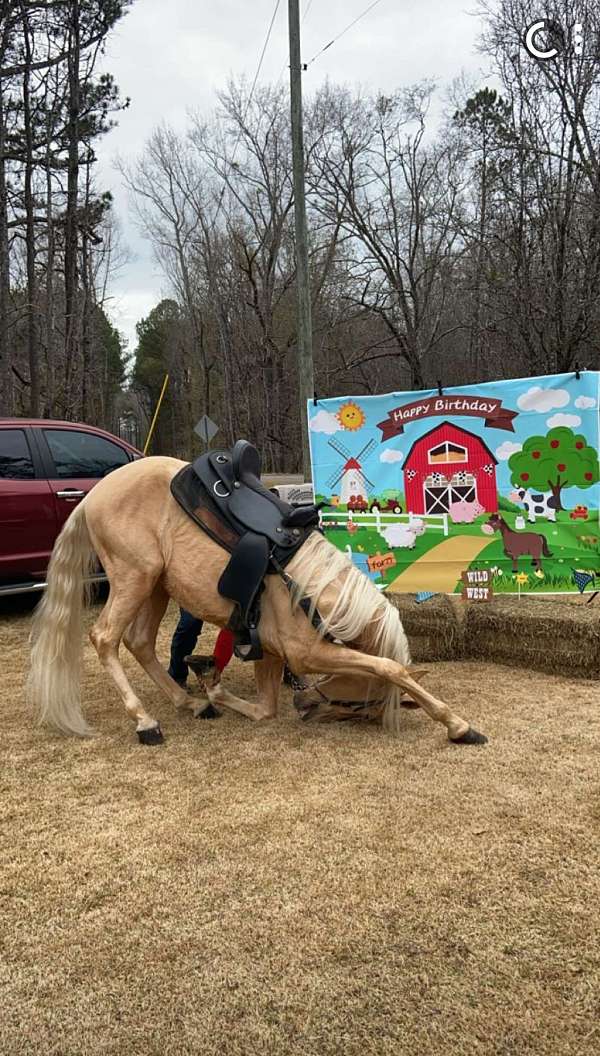 all-around-tennessee-walking-horse