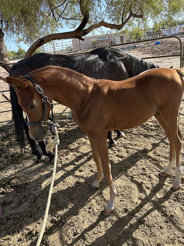 chestnut-arabian-colt