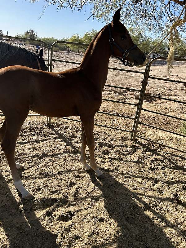 chestnut-colt-for-sale