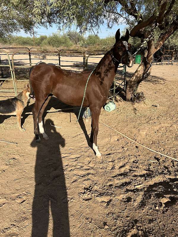 bay-colt-for-sale