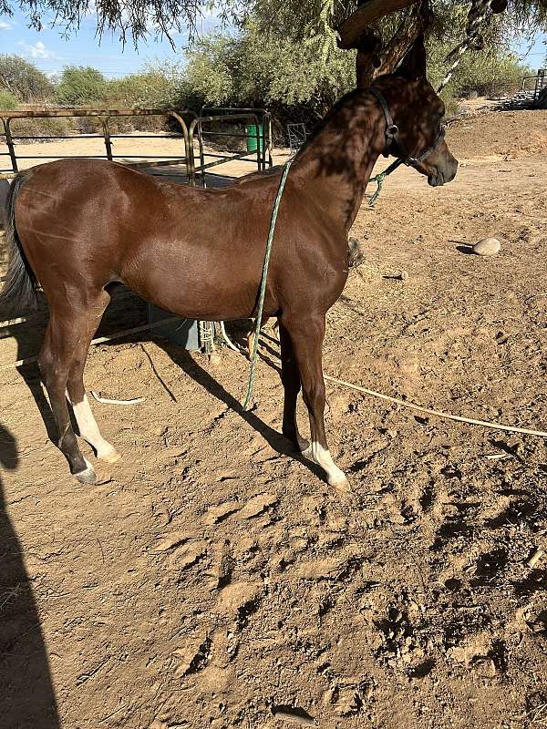 bay-arabian-colt