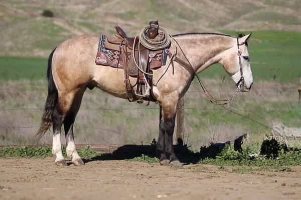 black-heading-trail-horse