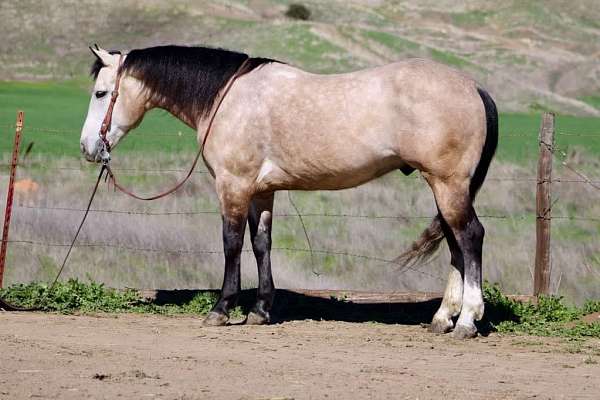 buckskin-heading-trail-horse