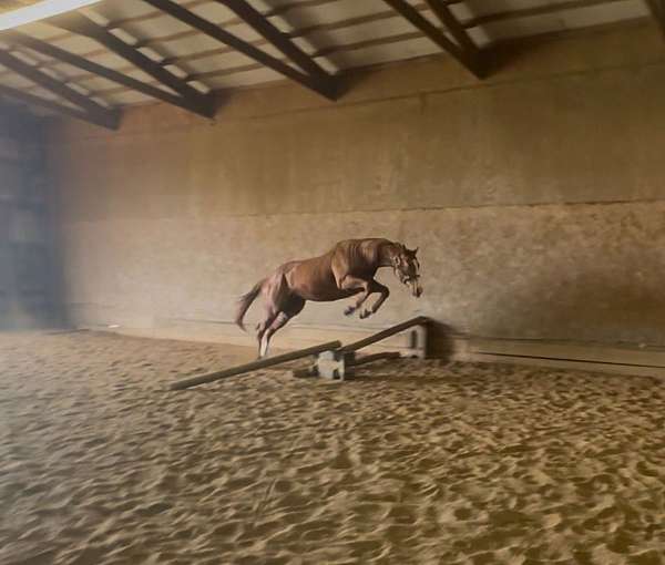 all-around-thoroughbred-horse