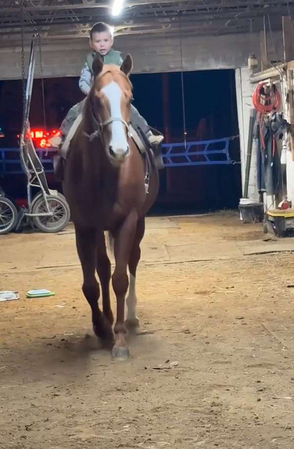 athletic-thoroughbred-horse