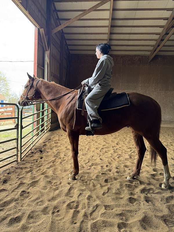 beginner-thoroughbred-horse