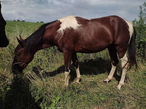 missouri-fox-trotter-filly