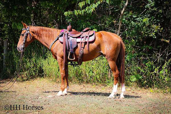 all-around-kentucky-mountain-horse