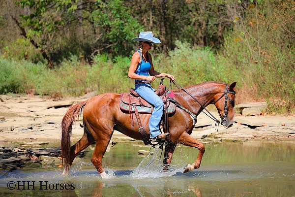 athletic-kentucky-mountain-horse