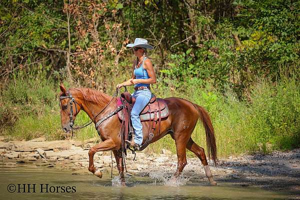 beginner-kentucky-mountain-horse