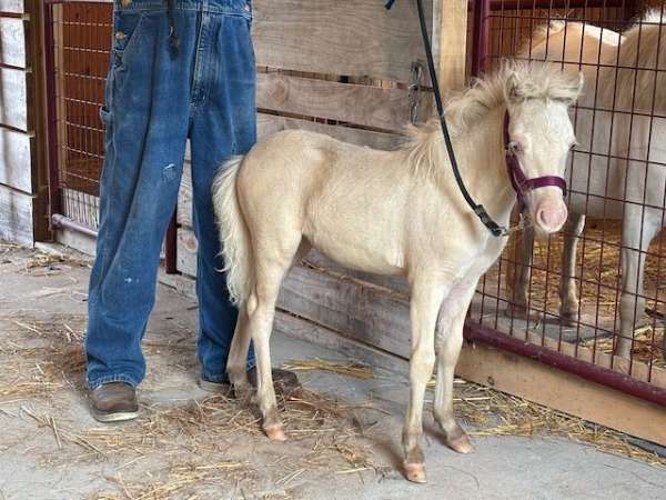 great-conformation-miniature-horse