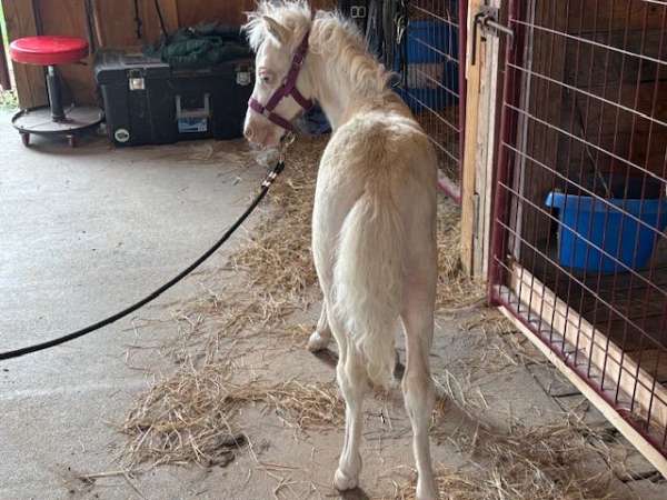youngster-miniature-horse