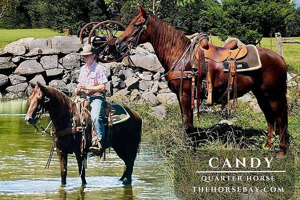 tobiano-horse