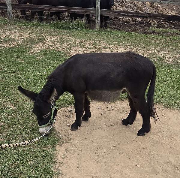 black-mdr-pony