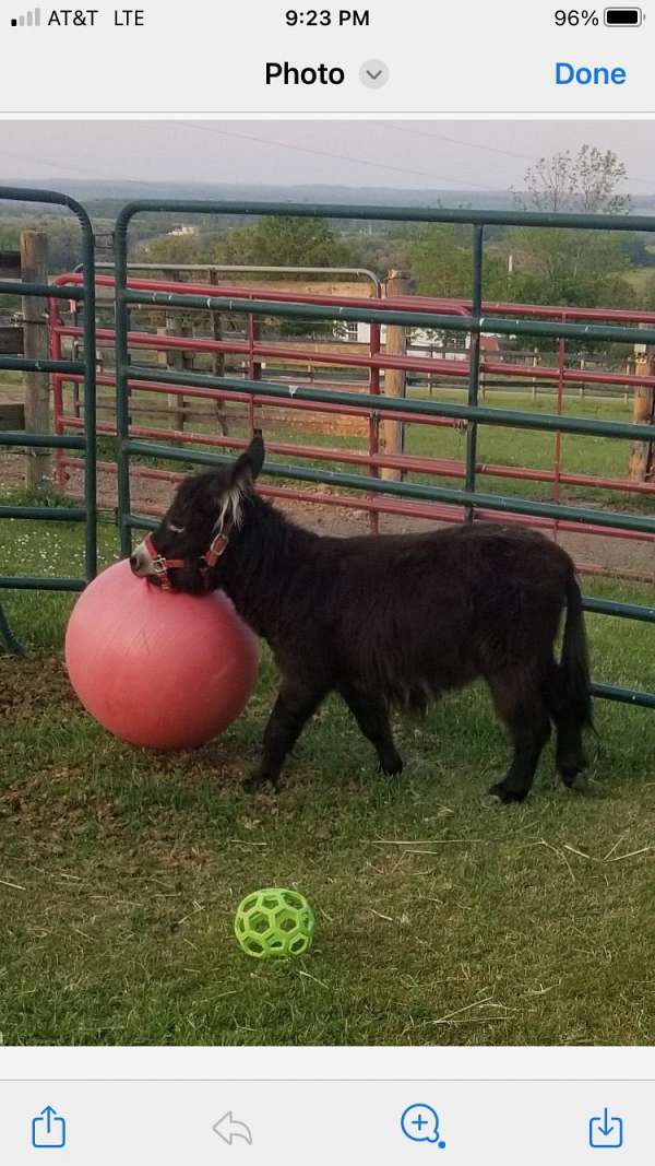 mdr-miniature-pony